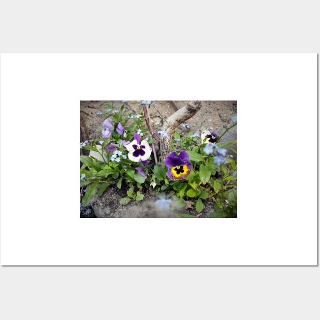 pansies Wall Art by Gourmetkater